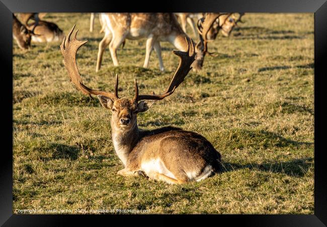 A deer in a field Framed Print by Man And Life