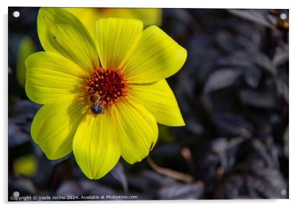 Plant flower Acrylic by Man And Life