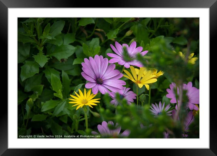 Plant flower Framed Mounted Print by Man And Life