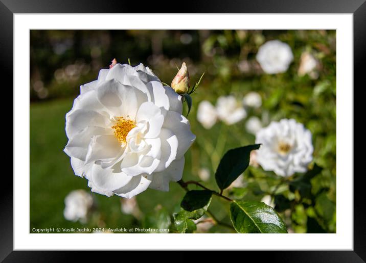 Plant flower Framed Mounted Print by Man And Life