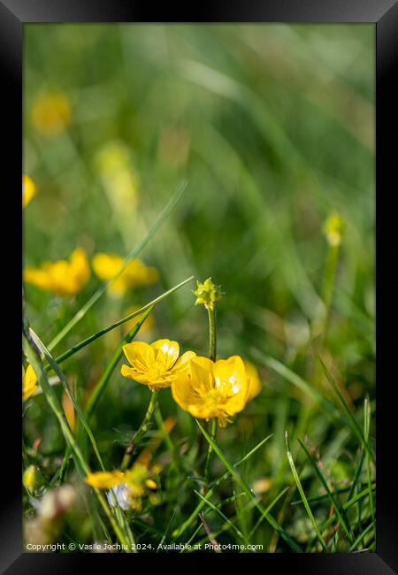 Plant flower Framed Print by Man And Life