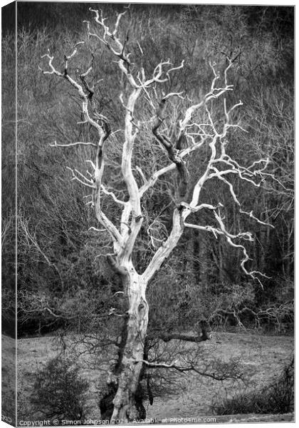 Sunlit tree in monochrome  Canvas Print by Simon Johnson