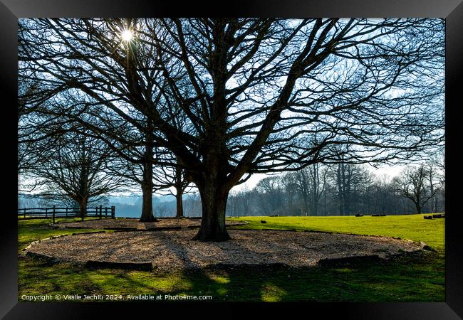 Plant tree Framed Print by Man And Life