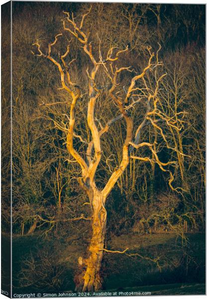 Sunlit tree  Canvas Print by Simon Johnson
