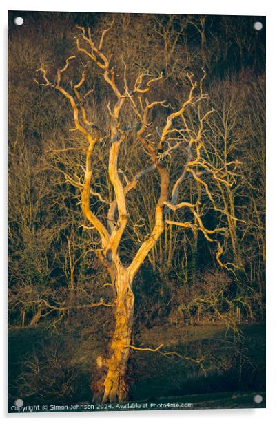 Sunlit tree  Acrylic by Simon Johnson