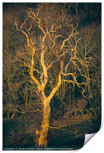 Sunlit tree  Print by Simon Johnson