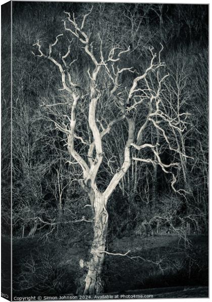 Sunlit tree in monochrome  Canvas Print by Simon Johnson
