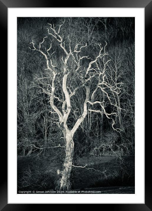 Sunlit tree in monochrome  Framed Mounted Print by Simon Johnson