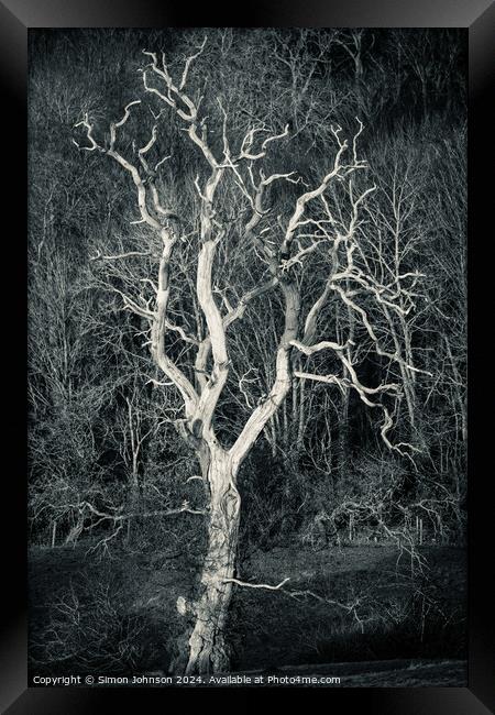 Sunlit tree in monochrome  Framed Print by Simon Johnson