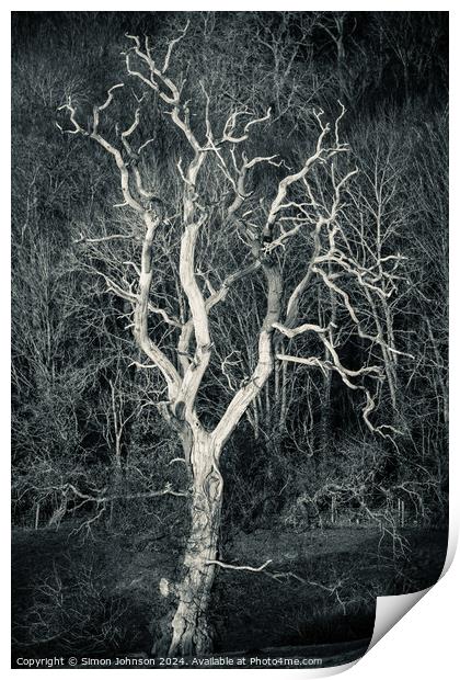 Sunlit tree in monochrome  Print by Simon Johnson