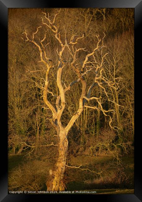 Sunlit tree Framed Print by Simon Johnson