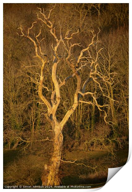 Sunlit tree Print by Simon Johnson