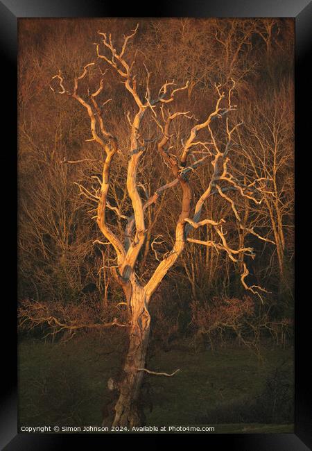 Sunlit tree Framed Print by Simon Johnson
