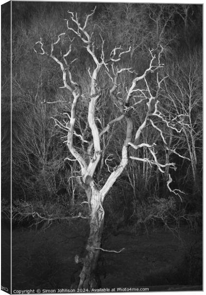 Sunlit tree in monochrome  Canvas Print by Simon Johnson