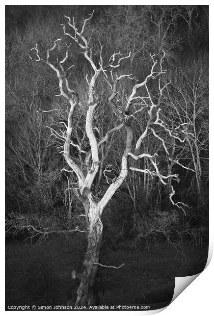 Sunlit tree in monochrome  Print by Simon Johnson