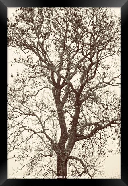 Tree profile in monochrome  Framed Print by Simon Johnson