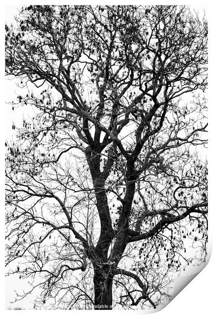 Tree profile in monochrome  Print by Simon Johnson