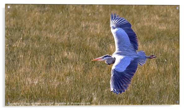 Grey Heron in Flight Acrylic by Tom McPherson