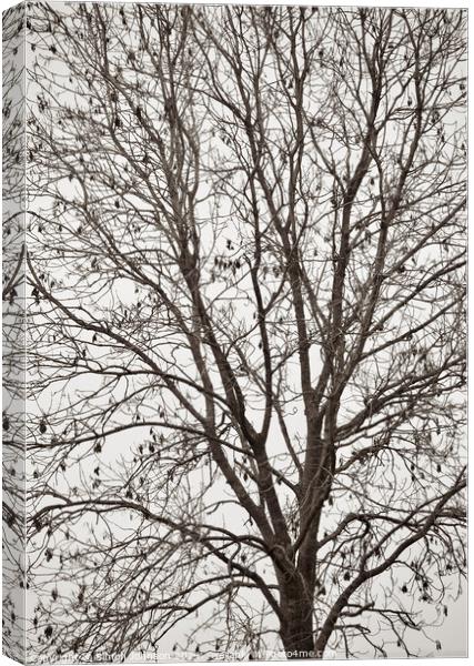 Tree profile in monochrome  Canvas Print by Simon Johnson