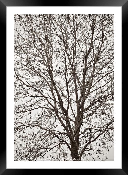 Tree profile in monochrome  Framed Mounted Print by Simon Johnson