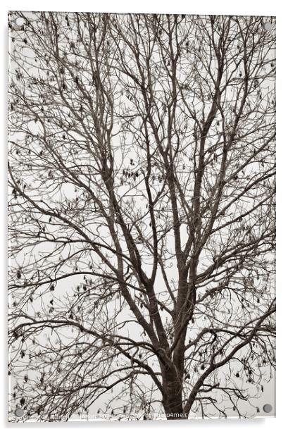 Tree profile in monochrome  Acrylic by Simon Johnson