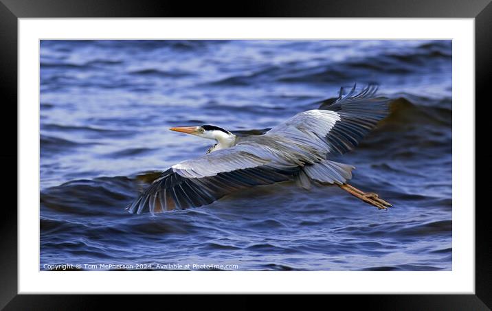 Grey Heron in Flight Framed Mounted Print by Tom McPherson