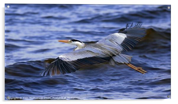 Grey Heron in Flight Acrylic by Tom McPherson