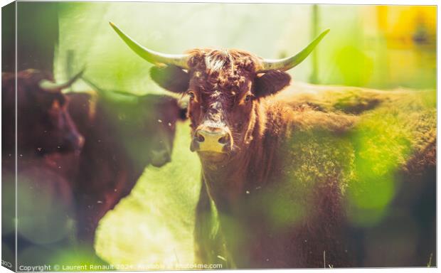 Red Salers cows observed through enlighted foliage, real creativ Canvas Print by Laurent Renault