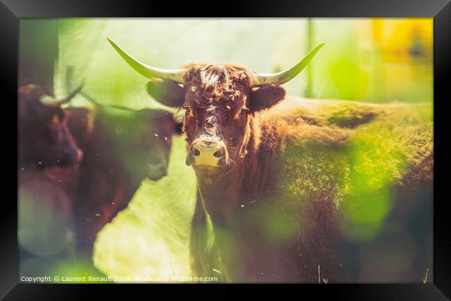 Red Salers cows observed through enlighted foliage, real creativ Framed Print by Laurent Renault