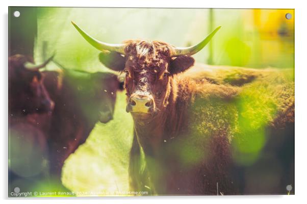 Red Salers cows observed through enlighted foliage, real creativ Acrylic by Laurent Renault