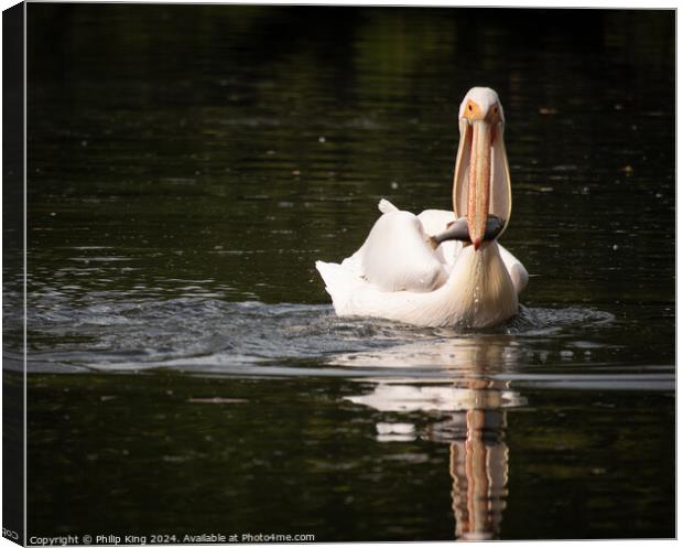Pelican at St James's Park Canvas Print by Philip King