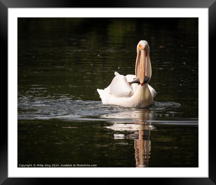 Pelican at St James's Park Framed Mounted Print by Philip King