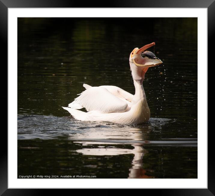 Pelican feeding at St James's Park Framed Mounted Print by Philip King