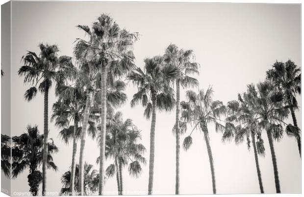 Palm Trees - California Style Canvas Print by Joseph S Giacalone