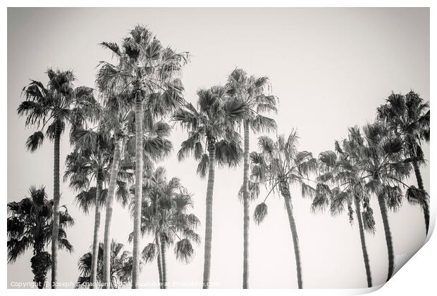 Palm Trees - California Style Print by Joseph S Giacalone