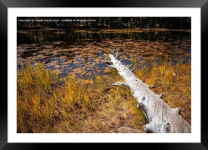 Beaver Pond, Lundy Canyon Framed Mounted Print by Derek Daniel