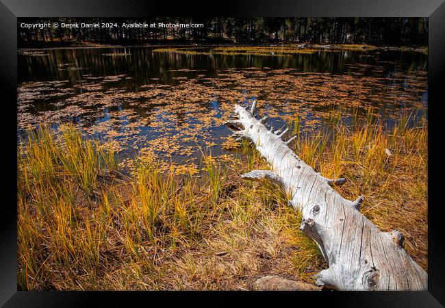 Beaver Pond, Lundy Canyon Framed Print by Derek Daniel