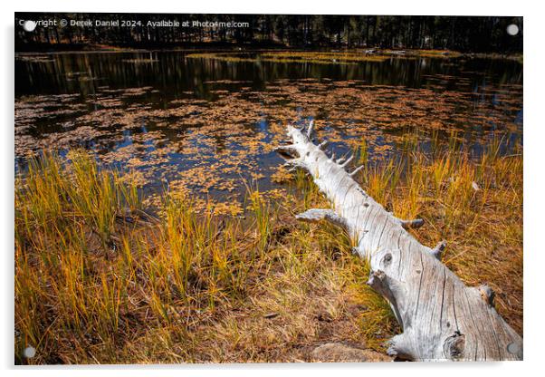 Beaver Pond, Lundy Canyon Acrylic by Derek Daniel