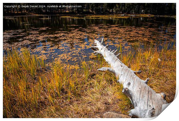 Beaver Pond, Lundy Canyon Print by Derek Daniel
