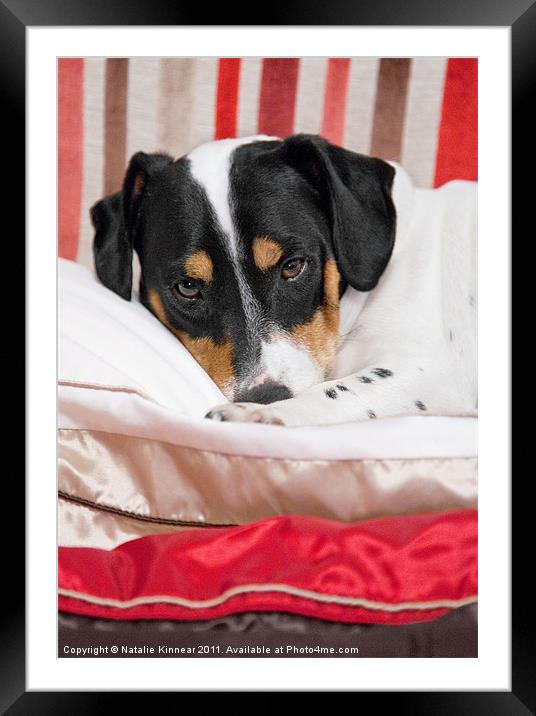 Cute Jack Russell Terrier Dog Framed Mounted Print by Natalie Kinnear
