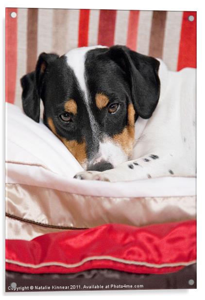 Cute Jack Russell Terrier Dog Acrylic by Natalie Kinnear