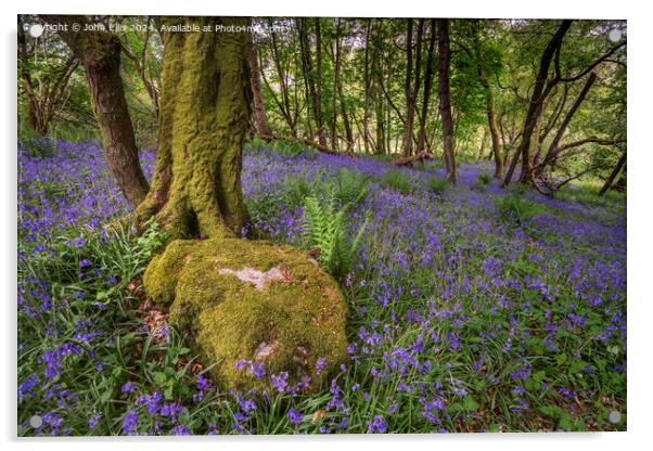 Bluebell Woods Acrylic by John Ellis