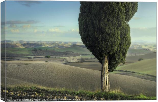 Cypress and pine on the hills of the Crete Senesi. Tuscany Canvas Print by Stefano Orazzini