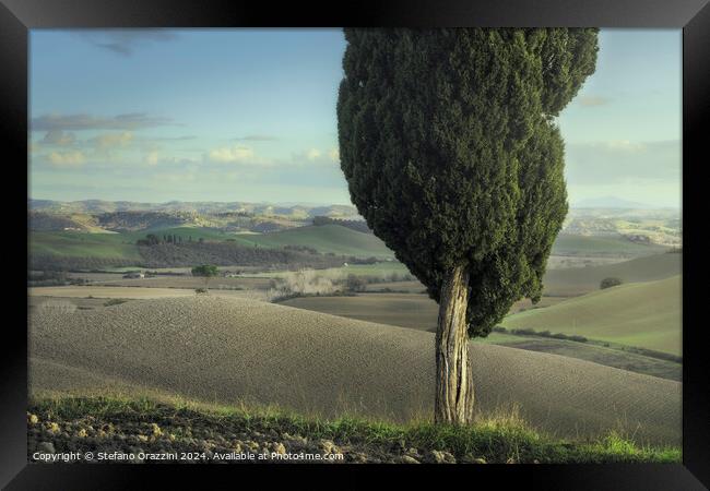 Cypress and pine on the hills of the Crete Senesi. Tuscany Framed Print by Stefano Orazzini