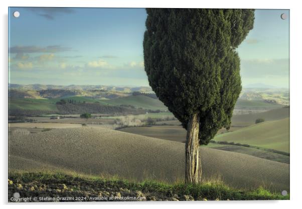 Cypress and pine on the hills of the Crete Senesi. Tuscany Acrylic by Stefano Orazzini