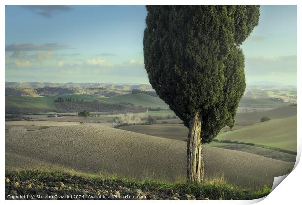 Cypress and pine on the hills of the Crete Senesi. Tuscany Print by Stefano Orazzini