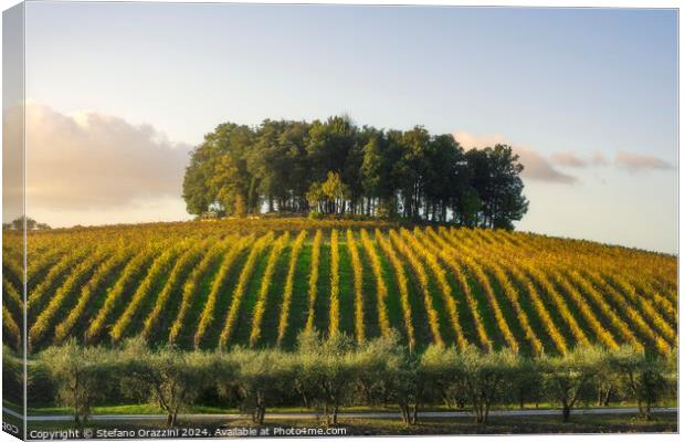 Group of trees on a hill above a vineyard. Chianti, Tuscany Canvas Print by Stefano Orazzini