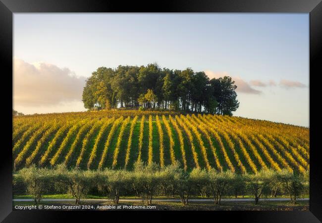 Group of trees on a hill above a vineyard. Chianti, Tuscany Framed Print by Stefano Orazzini