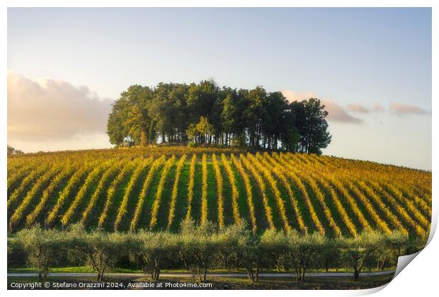 Group of trees on a hill above a vineyard. Chianti, Tuscany Print by Stefano Orazzini