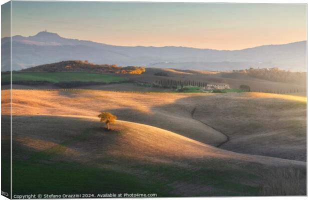 Lonely tree on the hills of Val d'Orcia. Tuscany Canvas Print by Stefano Orazzini